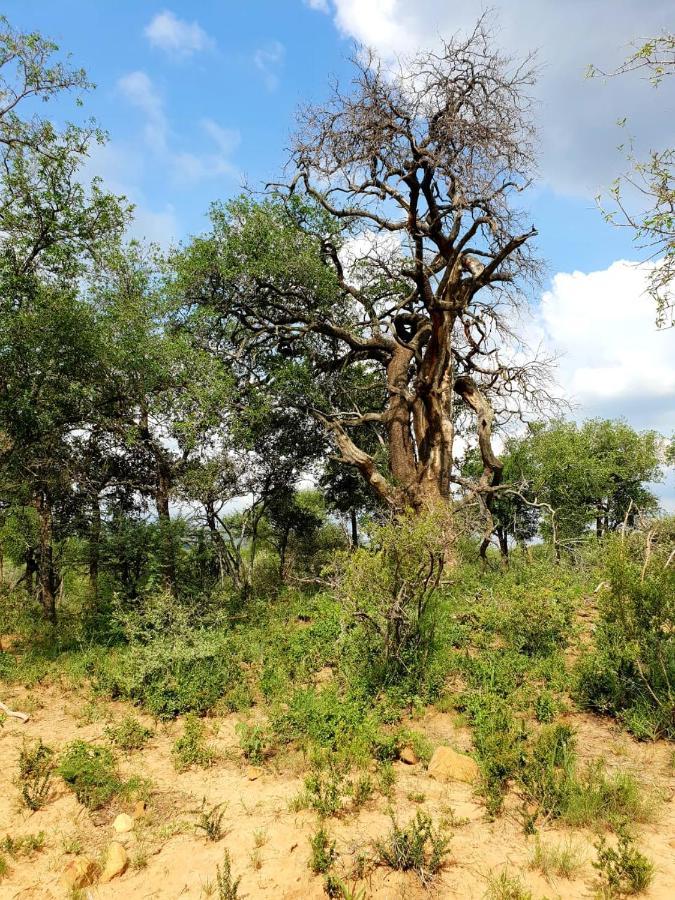 636 Itaga Safari Lodge, Mabalingwe Nature Reserve Mabula Game Reserve Экстерьер фото