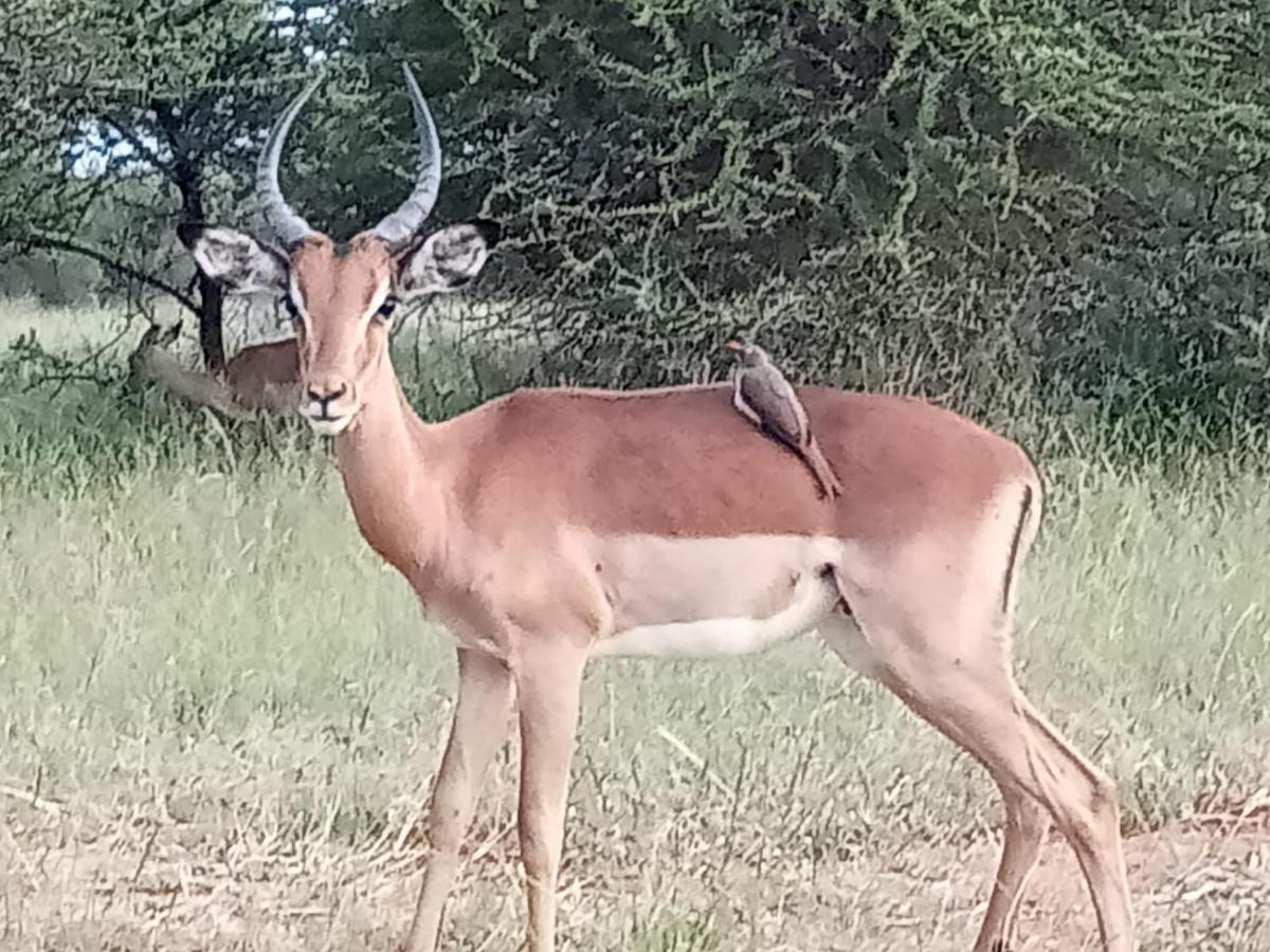 636 Itaga Safari Lodge, Mabalingwe Nature Reserve Mabula Game Reserve Экстерьер фото